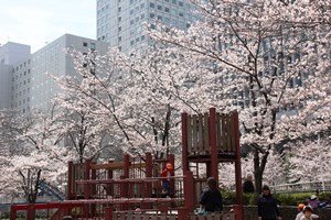 桜の下で遊ぶ子どもたち