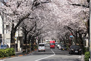 桜のトンネル