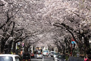 満開の桜