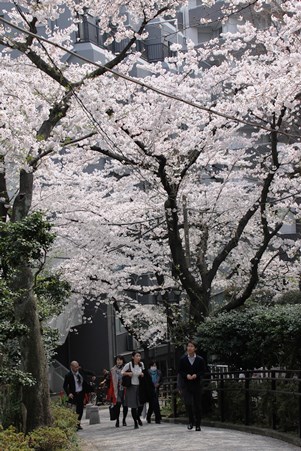 桜を眺める人たち