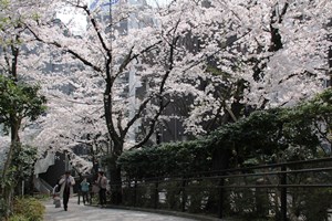 桜の坂道