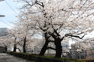 満開の桜