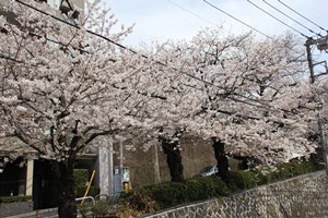 花房山の桜