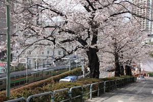 電車と桜