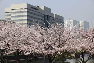 高層ビルと桜