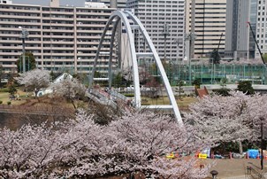 アイル橋と桜