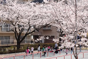 お花見の様子