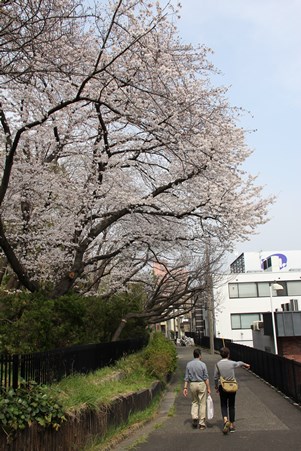 桜並木