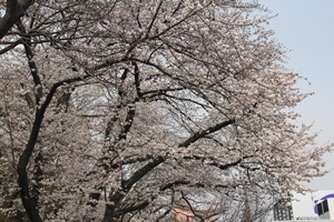 桜のトンネル