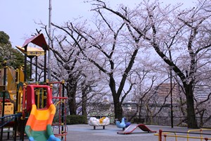 遊具と桜