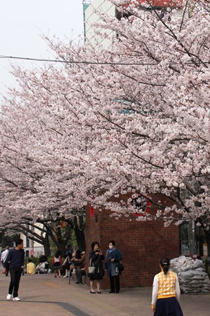 桜の下に集まる人たち