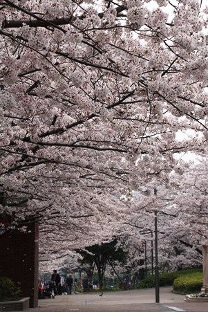 満開の桜