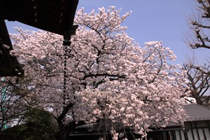 満開の桜