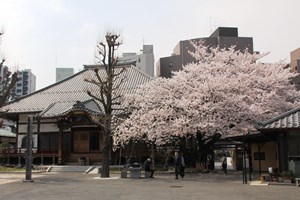 境内の桜