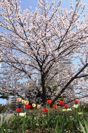 チューリップと桜