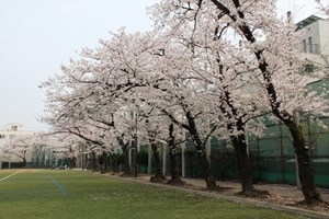 桜並木