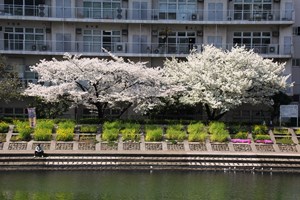 菜の花と桜