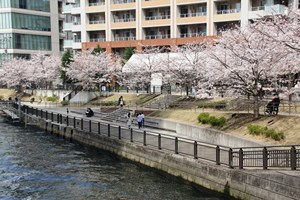 五反田ふれあい水辺広場の桜