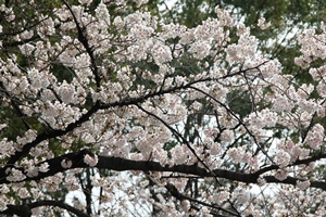 戸越公園の桜