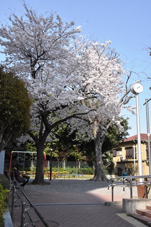 桜の木