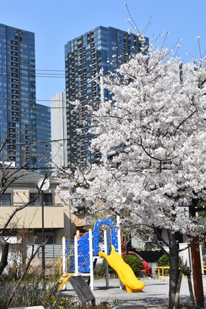 遊具と桜