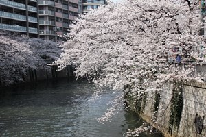 亀甲橋からの桜