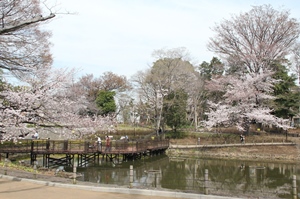 池と桜