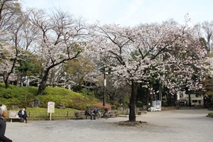 満開の桜