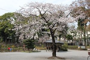 公園中央に立つ桜
