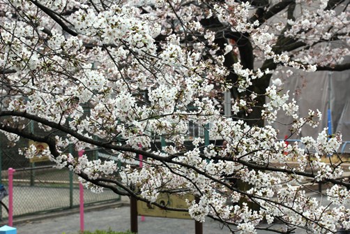 しながわ花海道