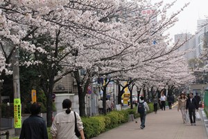 桜並木
