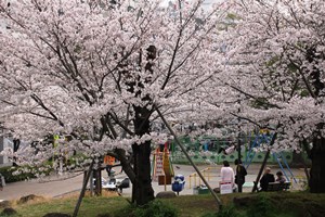 公園でお花見