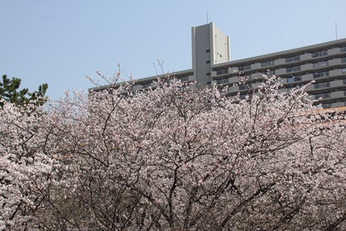 かもめ橋より2018