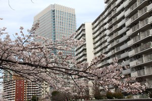 目黒川に張り出した枝