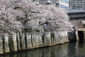 満開の桜