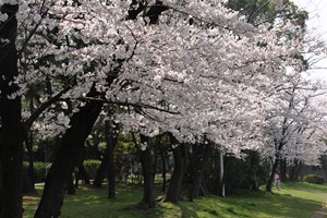 桜並木