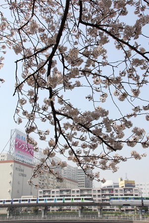 モノレールと桜