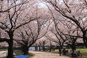 桜のトンネル