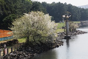 水辺の桜