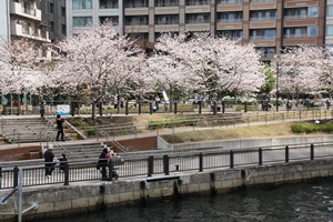 桜を眺める人