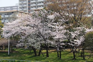 緑色と桜色のコントラスト