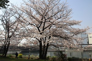 京浜運河と桜