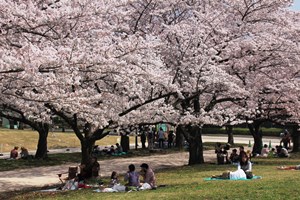 お花見をする人たち