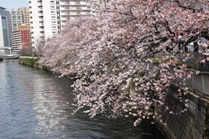 東側の桜