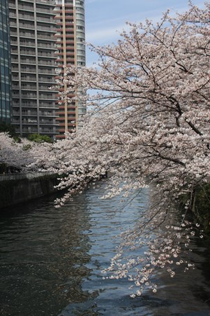 目黒川と桜