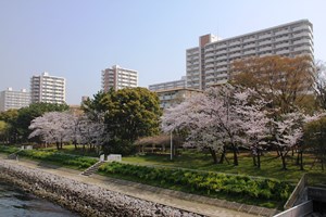 運河沿いの桜