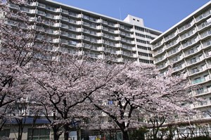 満開の桜