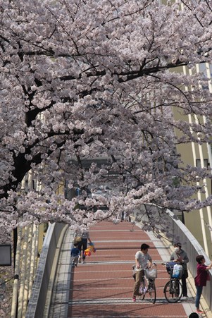 橋をおおう桜