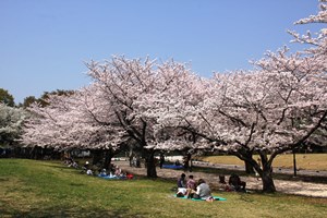 満開の桜