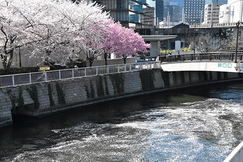 御嶽橋から　八重桜と花筏